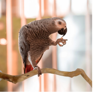 Perchoir en Bois Naturel pour Perroquets